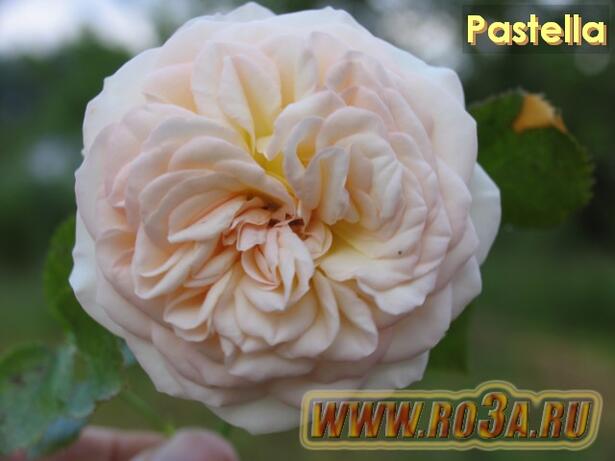 Роза Pastella Пастелла 