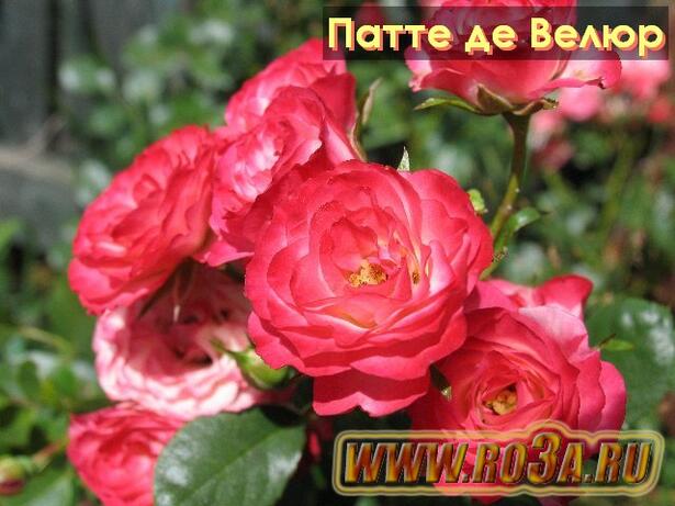 Роза Patte de Velours Патте де Велюр 