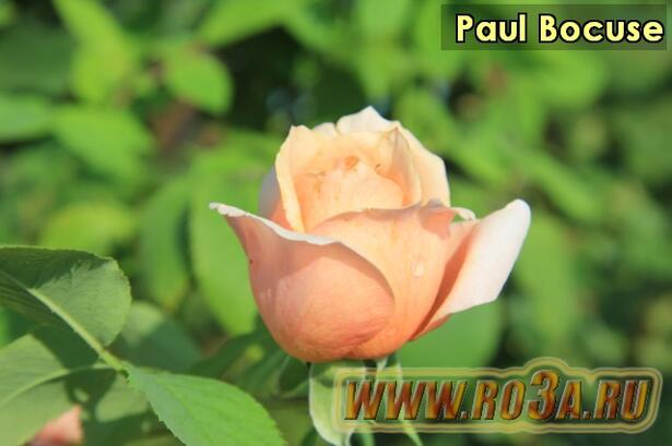 Роза Paul Bocuse Поль Бокюз. Полупл. 