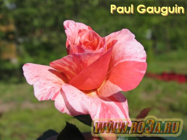 Роза Paul Gauguin Поль Гоген 