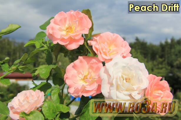 Роза Peach Drift Пич Дрифт 