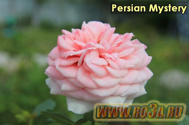 Роза Persian Mystery Персиан Мистери 
