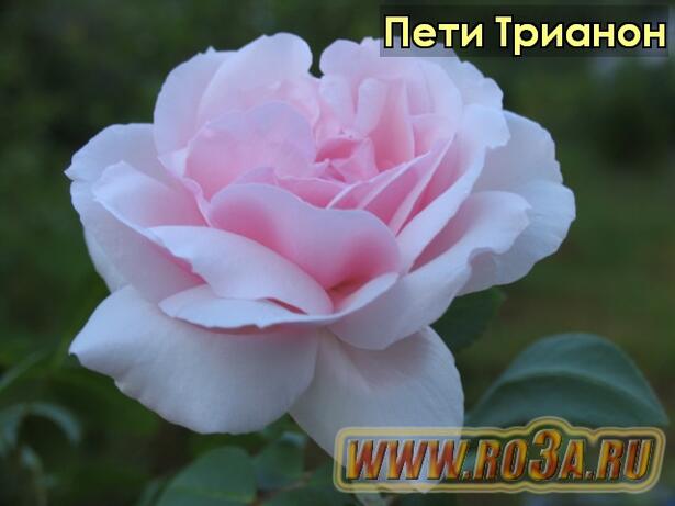 Роза Petit Trianon Пети Трианон 