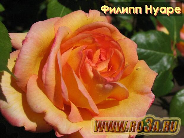 Роза Philippe Noiret Филипп Нуаре 