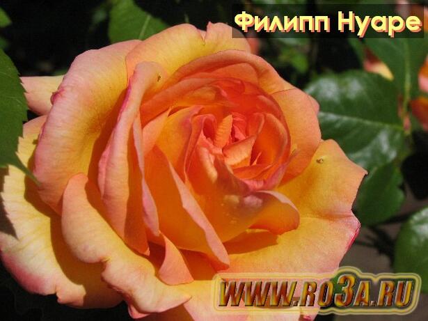 Роза Philippe Noiret Филипп Нуаре 