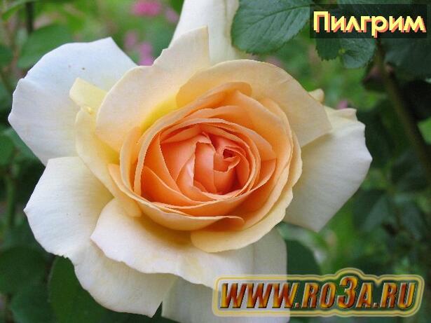 Роза The Pilgrim Пилгрим 