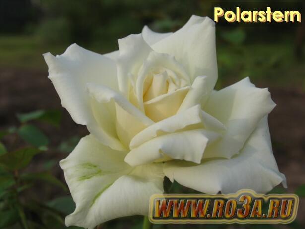Роза Polarstern Поларштерн Полярная звезда 