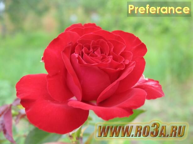 Роза Preferance Преферанс 