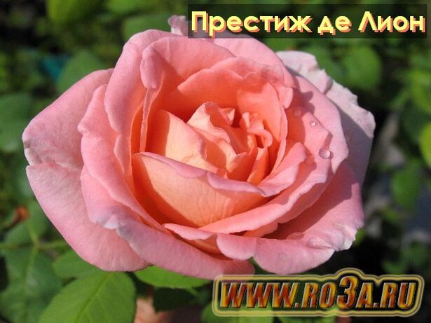 Роза Prestige de Lyon Престиж де Лион 