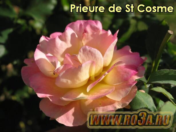 Роза Prieure de St Cosme Космэ 