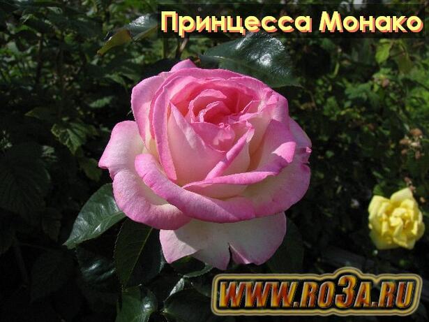 Роза Princesse De Monaco Принцесса Монако 
