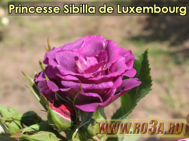 Роза Princesse Sibilla de Luxembourg Принцесса Сибилла 