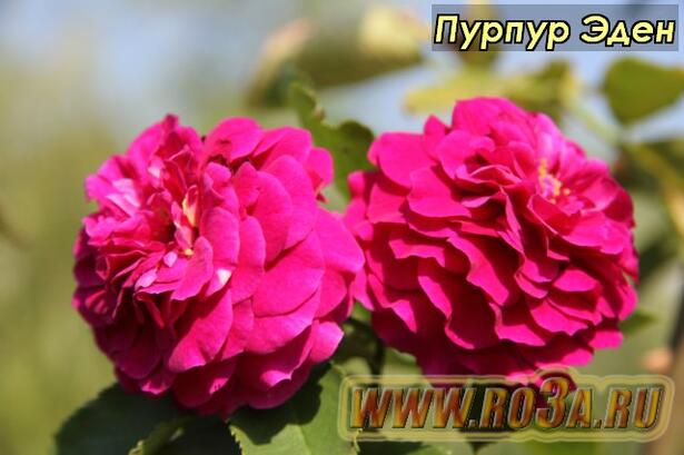 Роза Purple Eden Пурпур Эден Ebb Tide 