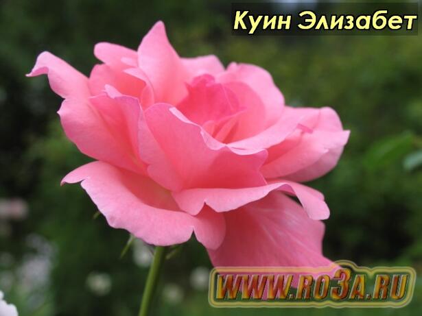 Роза Queen Elizabeth Куин Элизабет 