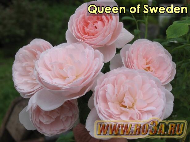 Роза Queen of Sweden Куин оф Шведен 