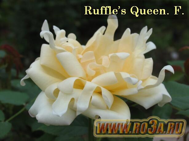 Роза Ruffle&prime;s Queen Раффлс Квин 