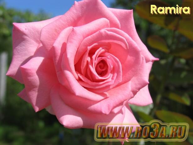 Роза Ramira Рамира 