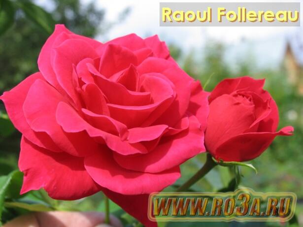 Роза Raoul Follereau Рауль Фоллеро 