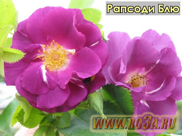 Роза Rhapsody in Blue Рапсоди Блю (Парковая) 