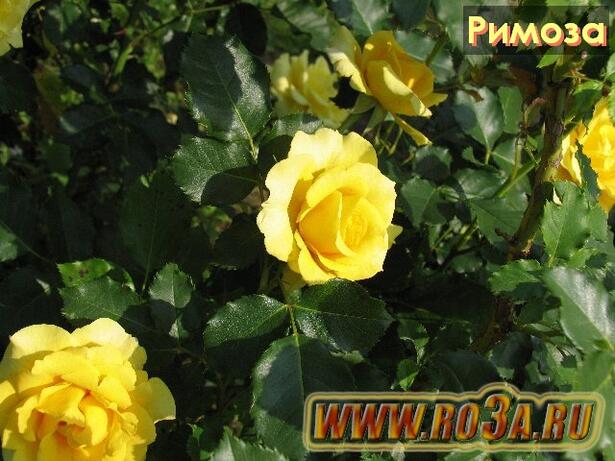 Роза Rimosa Римоза 