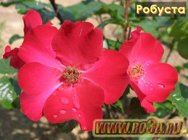 Роза Robusta Робуста 