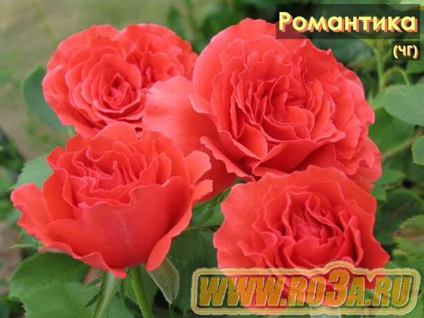 Роза Romantica Романтика 