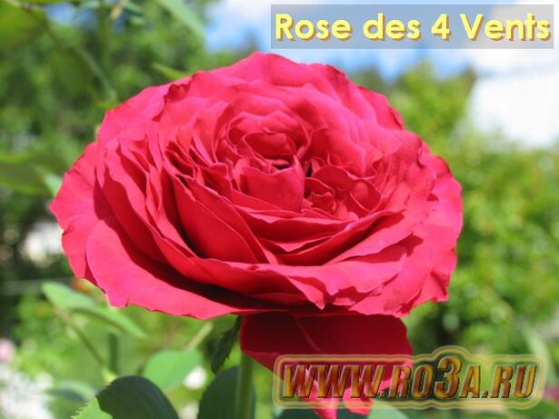 Роза Rose des 4 Vents Роза 4-х ветров 