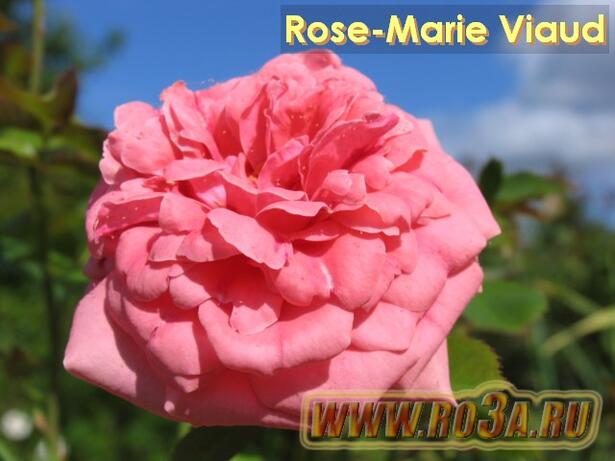 Роза Mary Rose Мари роз 