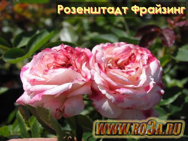 Роза Rosenstadt Freising Розенштадт Фрайзинг 