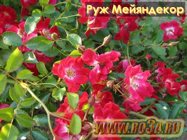 Роза Rouge Meillandecor Руж Мейяндекор 