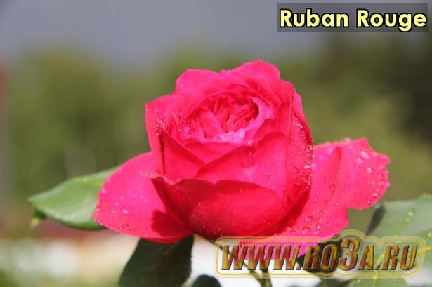 Роза Ruban Rouge Рубан Руж 