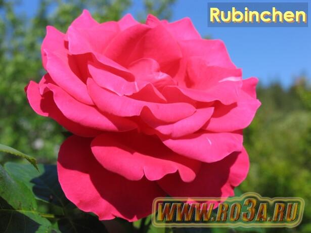Роза Rubinchen Рубинхен 