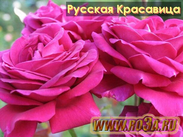 Роза Russkaya Krasavitsa Русская Красавица 