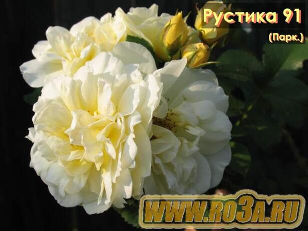 Роза Rustica 91 Рустика 91 