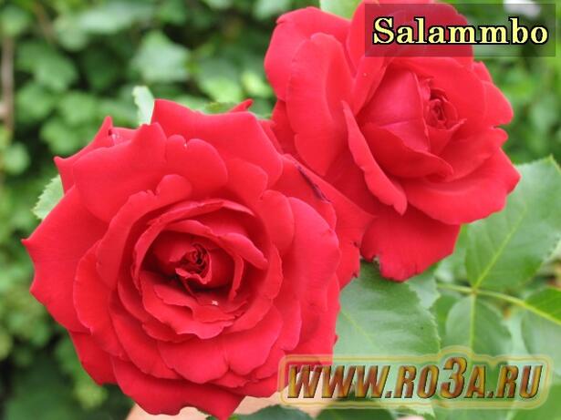 Роза Salammbo Саламбо 