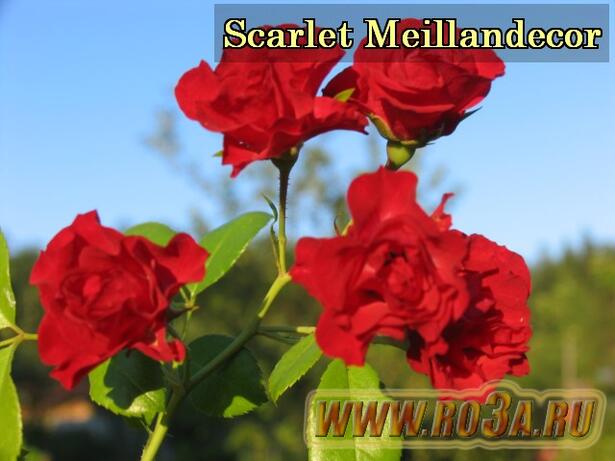 Роза Scarlet Meillandecor Скарлет Мейяндекор 