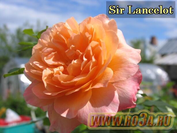 Роза Sir Lancelot Сэр Ланселот 