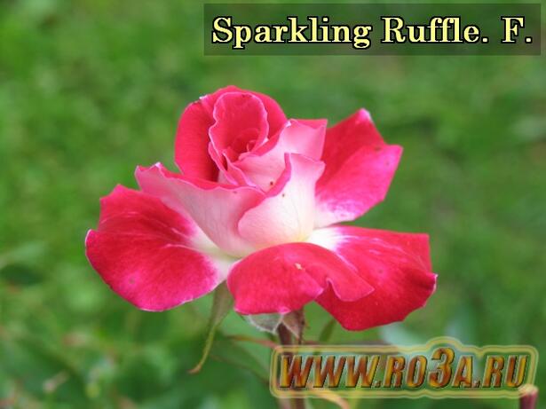 Роза Sparkling Ruffle Спарклинг Раффлс 