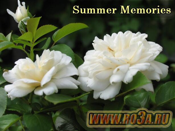 Роза Summer Memories Самме Мемориес 