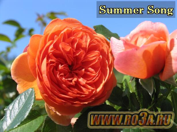 Роза Summer Song Саммер Сонг 