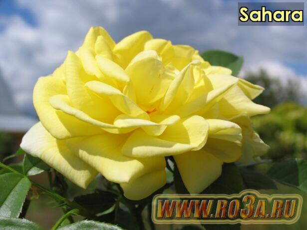 Роза Sahara Сахара 