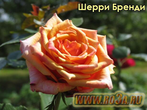 Роза Cherry Brandy Шерри Бренди 