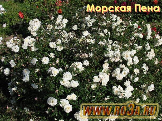 Роза Sea Foam Си Фоам Морская Пена 
