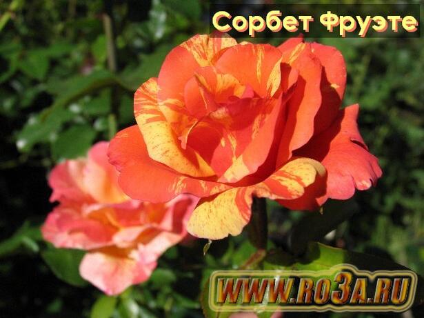 Роза Sorbet Fruite Сорбет Фруэте 