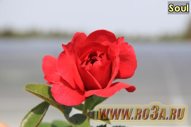 Роза Soul Соул 