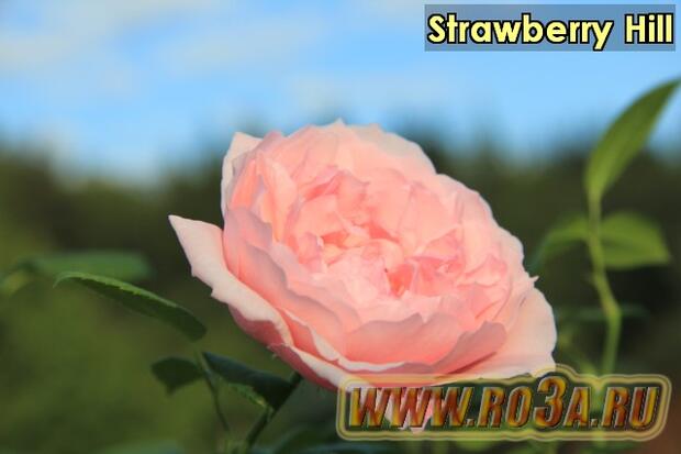 Роза Strawberry Hill Страубери Хил 