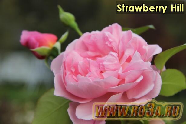 Роза Strawberry Hill Страубери Хил