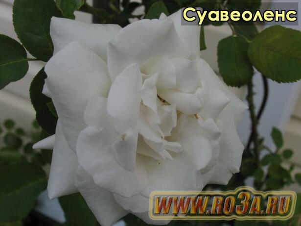 Роза Suaveolens Суавеоленс 