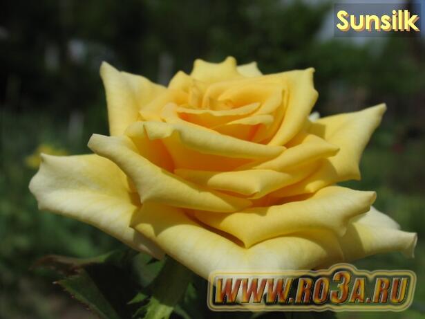 Роза Sunsilk Сансилк Sweet Promise 