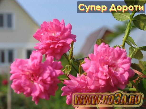 Роза Super Dorohty Супер Дороти 